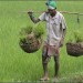 वाणिज्यिक बायोटेक फसल उगाई में भारत का चौथा स्थान
