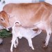 अब आओ ऊपर वाले तुम, गायों को अगर बचाना है...