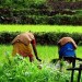 भारतीय कृषि: सुख-समृद्धि का मूलाधार