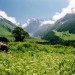 हिमालय की गोद में छिपा है सस्‍ती दवाओं का खजाना
