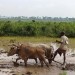 गांव में किसानों के प्रति सरकार का व्‍यवहार