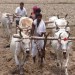 किसानों की मेहनत, बहुराष्ट्रीय कम्पनियों के हवाले