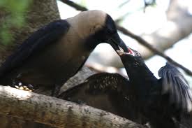 crow and koel