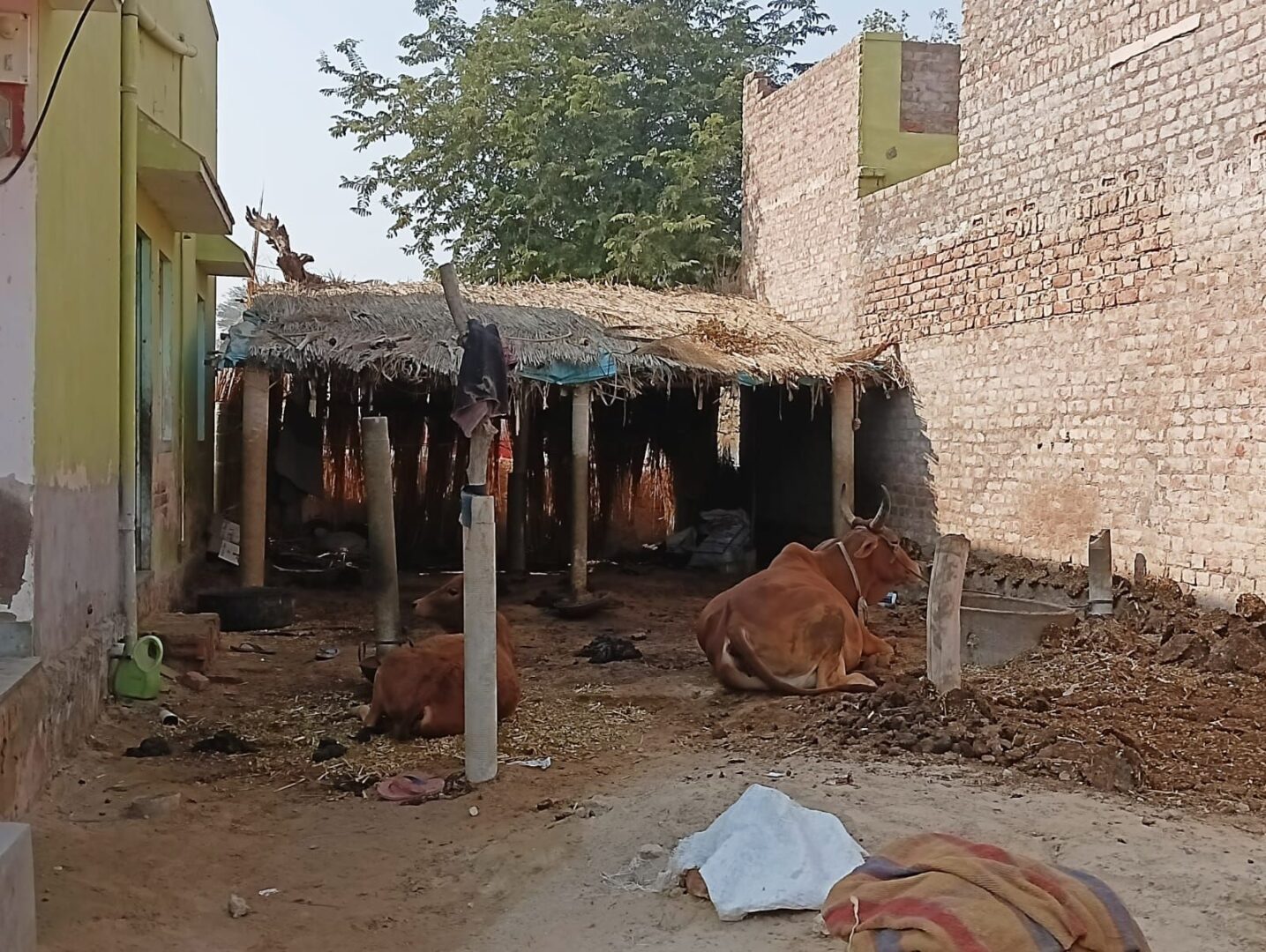 महिलाओं की आर्थिक मजबूती की पहचान बनता पशुपालन