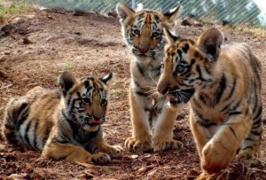 TIGER_CUBS_5815f