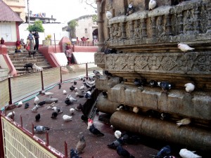Pegions_at_the_Kamakhya_temple