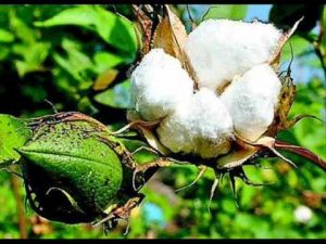 पंजाब में सफेद मक्खी से प्रभावित कपास की फसलों का जायजा लेने की लिए टीम गठीत