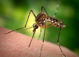 जम्मू में पाए गए 33 व्यक्ति डेंगू पॉजिटिव