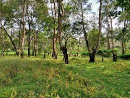 पृथ्वी पर जीवन के आधार स्तंभ हैं वन