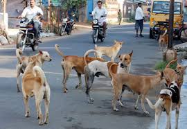सह-अस्तित्व की तलाश: अदालती आदेशों और जमीनी हकीकत के बीच आखिर कैसे रेबीज-मुक्त और सुरक्षित बनेंगे हमारे शहर ?
