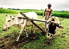 indian-agriculture1_738