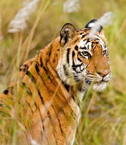 tiger1