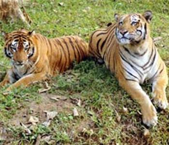 सरिस्का में बाघों के पुनर्वास से बंधी आस