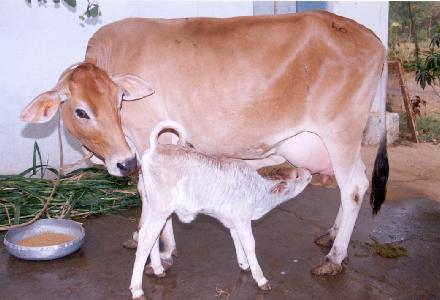 calf-cow