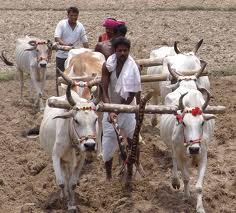 किसानों की मेहनत, बहुराष्ट्रीय कम्पनियों के हवाले