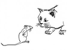 cat and mouse