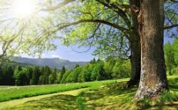 nature